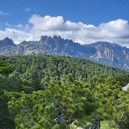 Les Rosiers - Hellebore Conca