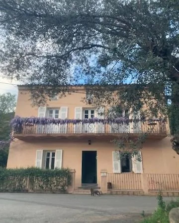 - Les Rosiers - Corse - Hellébore *