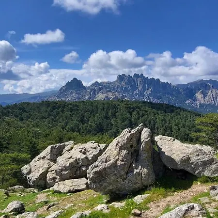 - Les Rosiers - Corse - Hellébore