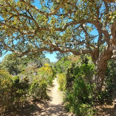 - Les Rosiers - Corse - Hellebore Conca