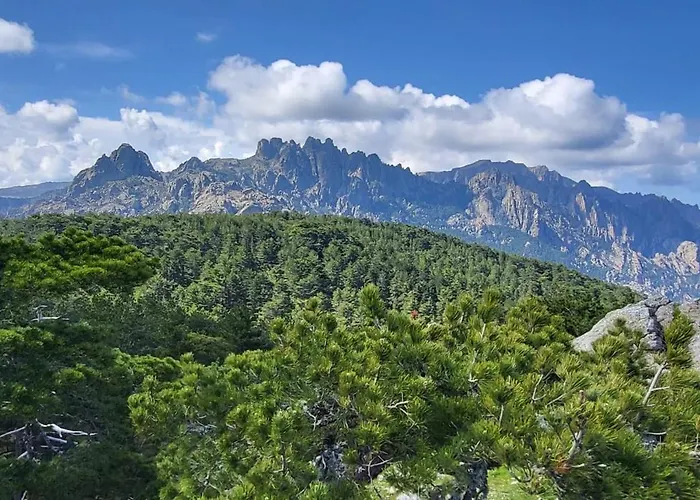 Les Rosiers - Hellebore Conca