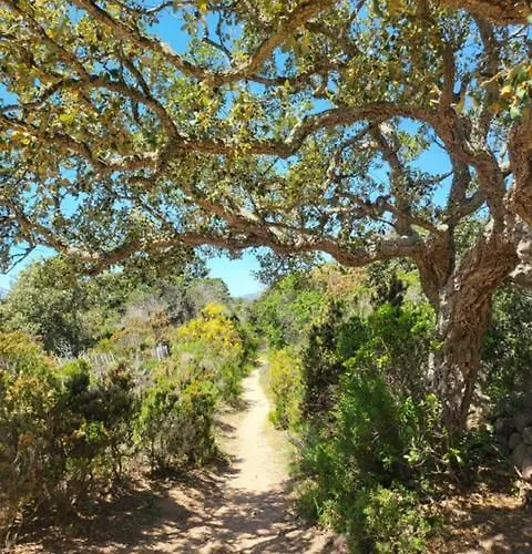 Les Rosiers - Hellebore Conca